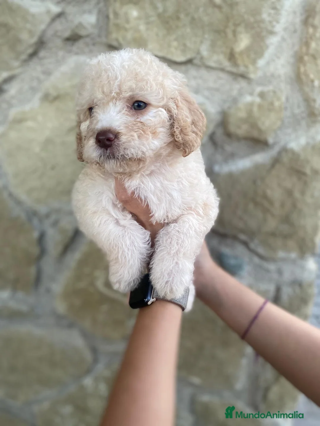 Perro de Agua Español perros en venta: Preciosos perro de agua español - Anuncio 1