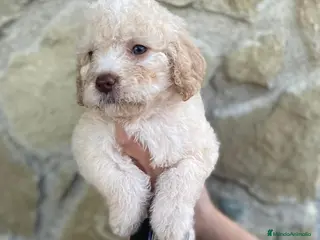 Perro de Agua Español perros Preciosos perro de agua español - Anuncio 2