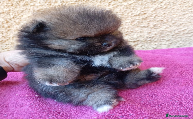 Pomerania perros - Anuncio 3