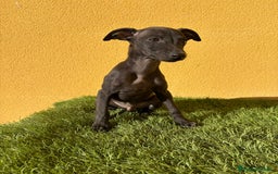 Pequeño Lebrel Italiano perros en venta: Piccolo Lebrel Italiano galgito macho - Imagen 8