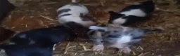 Chihuahua perros en venta: Chihuahua toy  en Barcelona - Anuncio 5