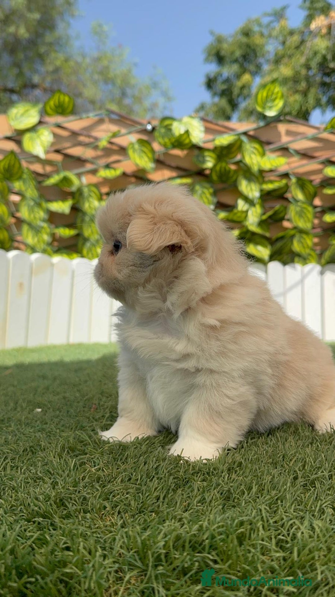 Pekinés perros en venta: PEKINES IMPERIAL HEMBRA 2 - Imagen 4