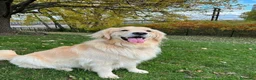 Golden Retriever perros en venta: Golden retriever bebes espectaculares nobles - Anuncio 6