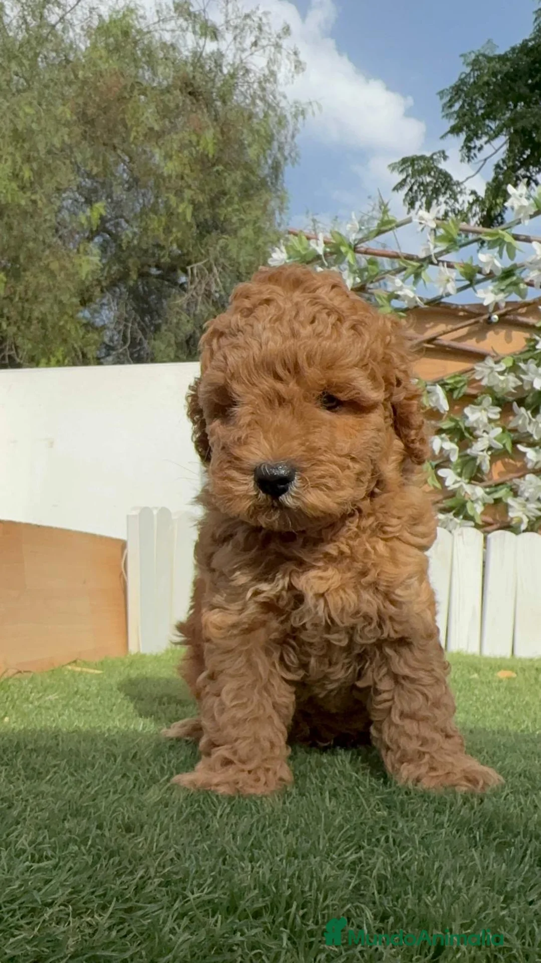 Caniche Enano perros en venta: CANICHE ENANO - Anuncio 17