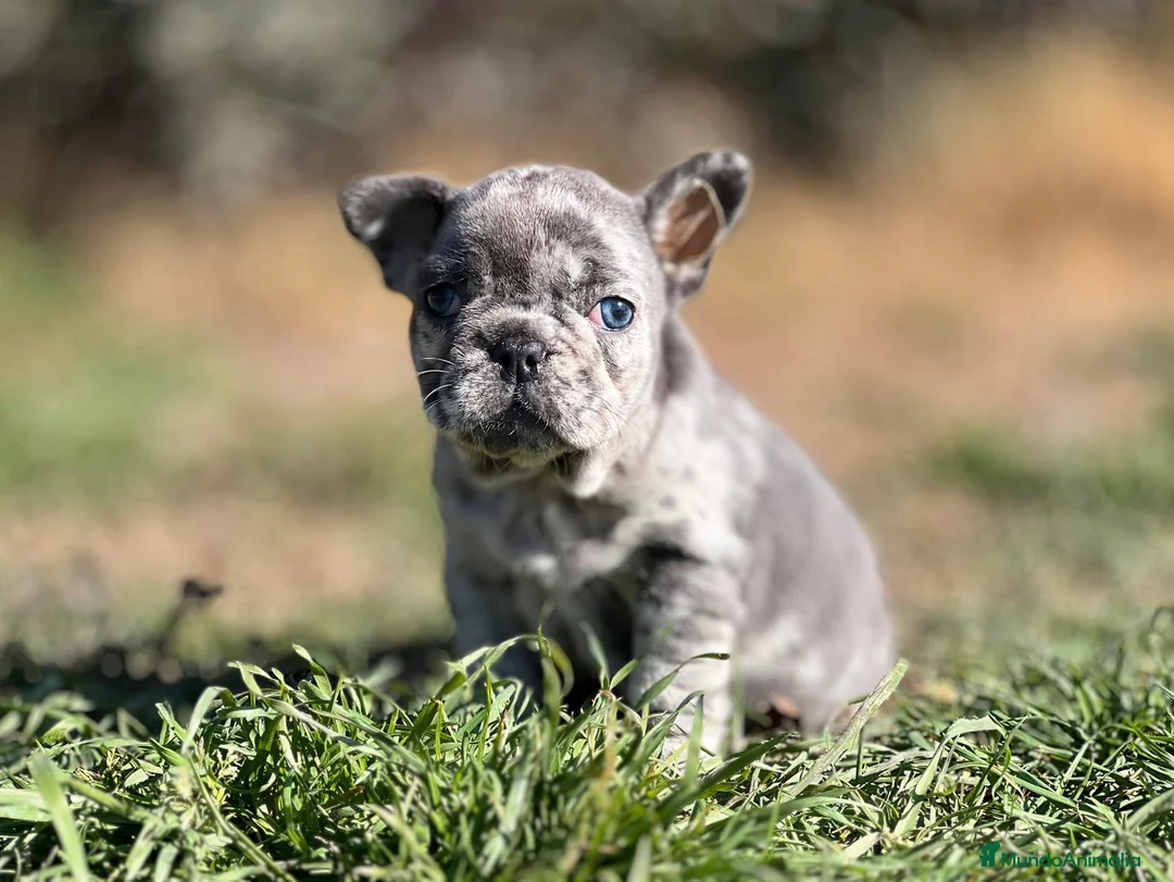 Bulldog Francés perros en venta: BULLDOG FRANCÉS EXÓTICO MERLE en Barcelona - Anuncio 4
