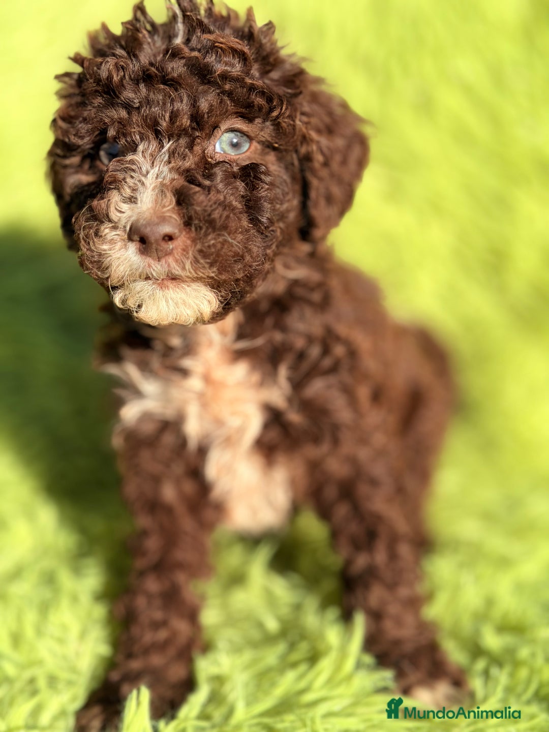 Perro de Agua Español perros en venta: Pdae chocolate  - Anuncio 3