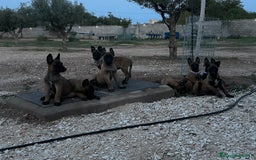 Pastor Belga Malinois perros en venta: CAMADA 2 MESES MALINOISE - Imagen 2