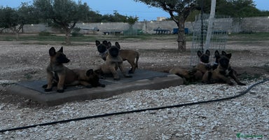Pastor Belga Malinois perros - Anuncio 1
