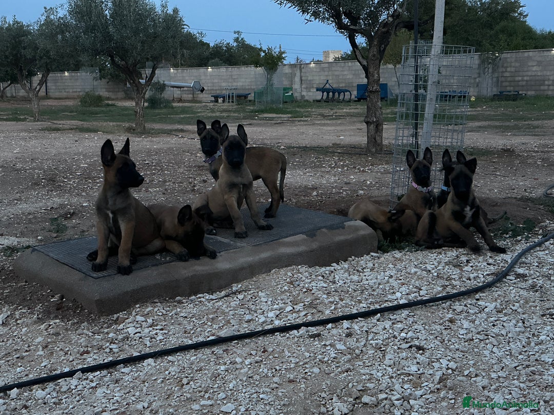 Pastor Belga Malinois perros en venta: CAMADA 2 MESES MALINOISE - Imagen 2