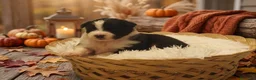 Pastor Australiano perros en venta: Excelente camada de Pastor Australiano  - Anuncio 13