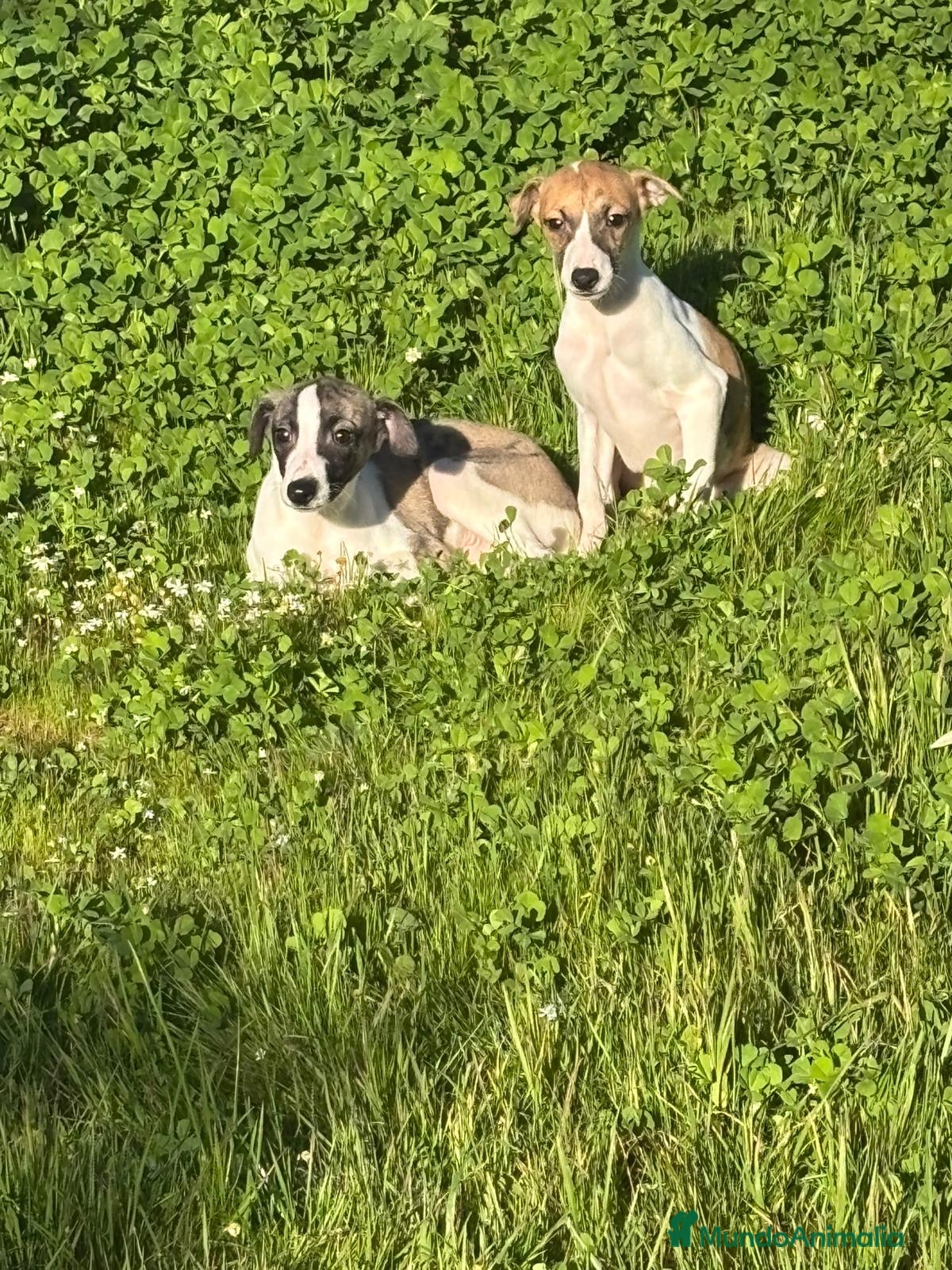 Whippet perros Whippet - Anuncio 1