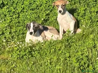 Whippet perros Whippet - Anuncio 1