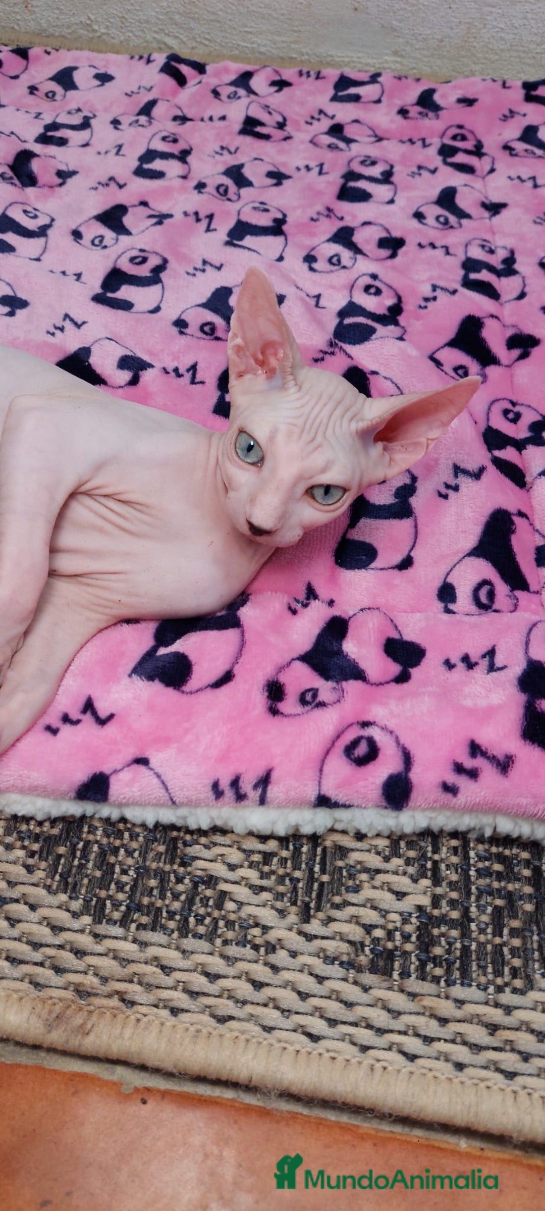 Sphynx gatos en venta: Preciosa hembrita ojos claros  - Imagen 6