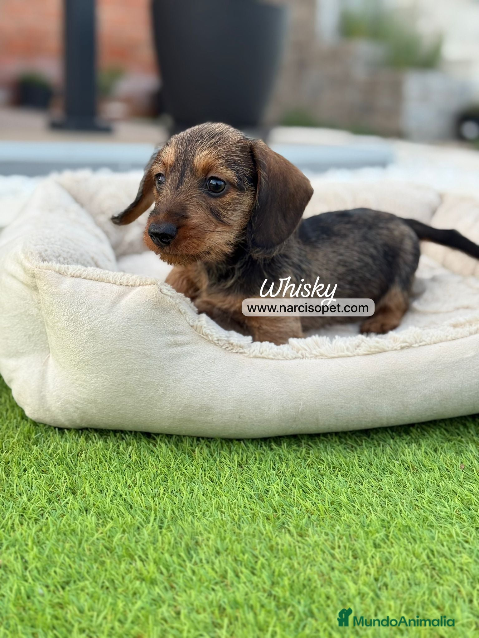 Teckel Miniatura perros en venta: TECKEL PELO DURO MINIATURA - Anuncio 1