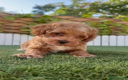 Caniche Toy perros en venta: CANICHE TOY MACHO - Imagen 7