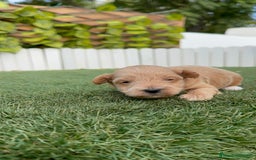 Maltipoo perros en venta: MALTIPOO - Imagen 13