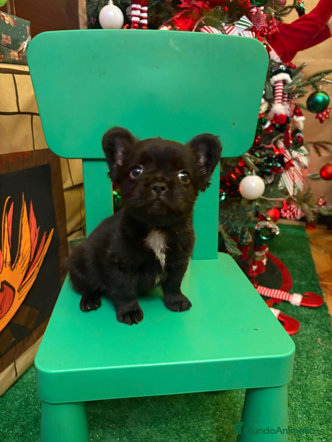 Bulldog Francés perros en venta: Último bulldog francés Fufly!! - Anuncio 1