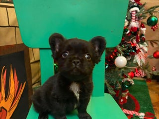 Bulldog Francés perros Último bulldog francés Fufly!! - Anuncio 3