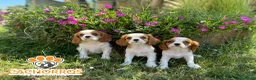 Cavalier King Charles Spaniel perros en venta: Cavalier King  - Anuncio 4