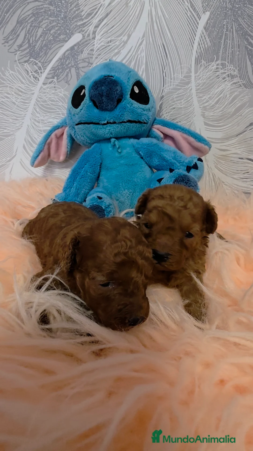 Caniche Toy perros en venta: Preciosa camada Caniche Rojo Toy - Anuncio 2
