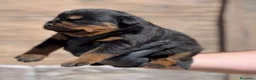 Rottweiler perros en venta: Rottweiller - Anuncio 4