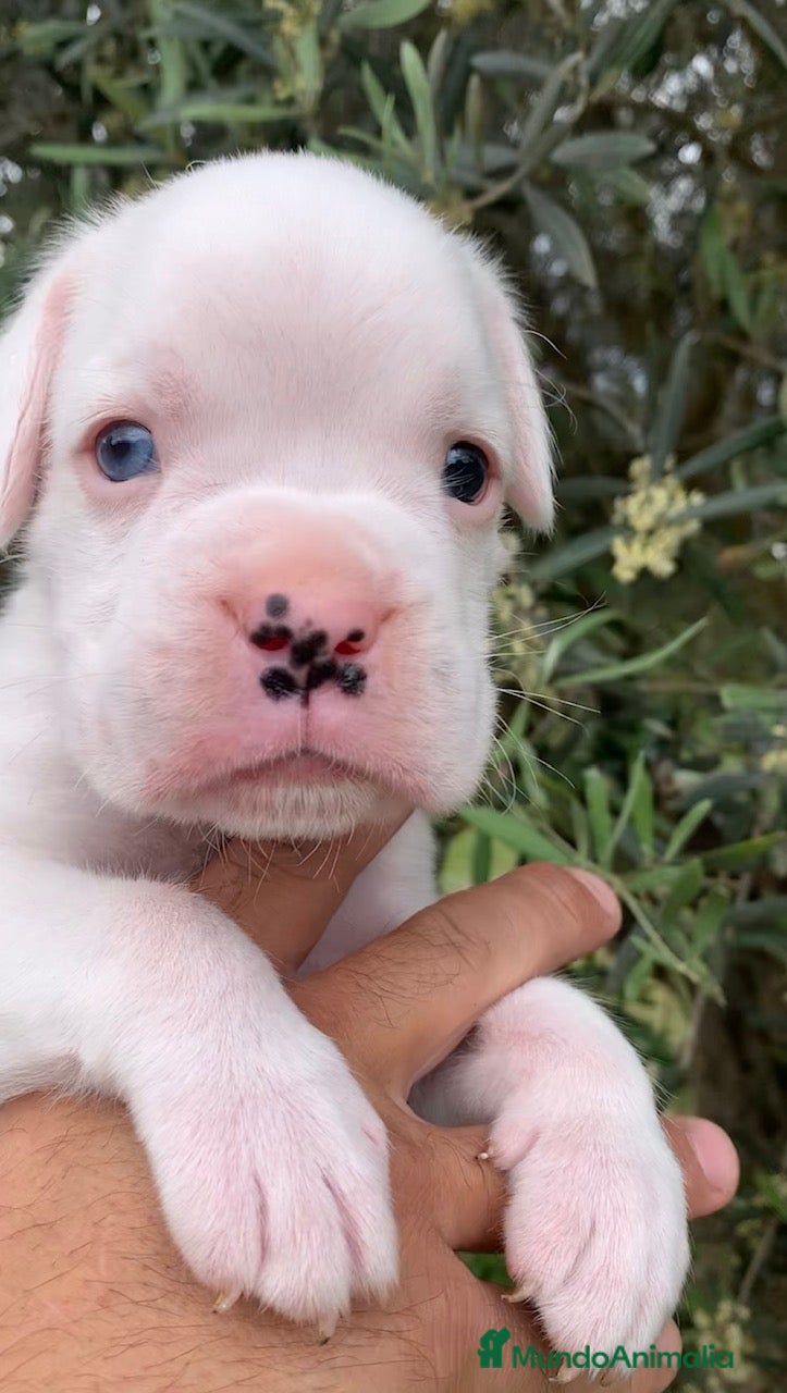 Boxer perros Precioso Macho Blanco BOXER - Anuncio 2