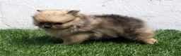 Pomerania perros en venta: Pomerania  - Anuncio 14