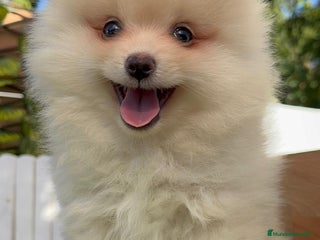 Pomerania perros - Anuncio 4