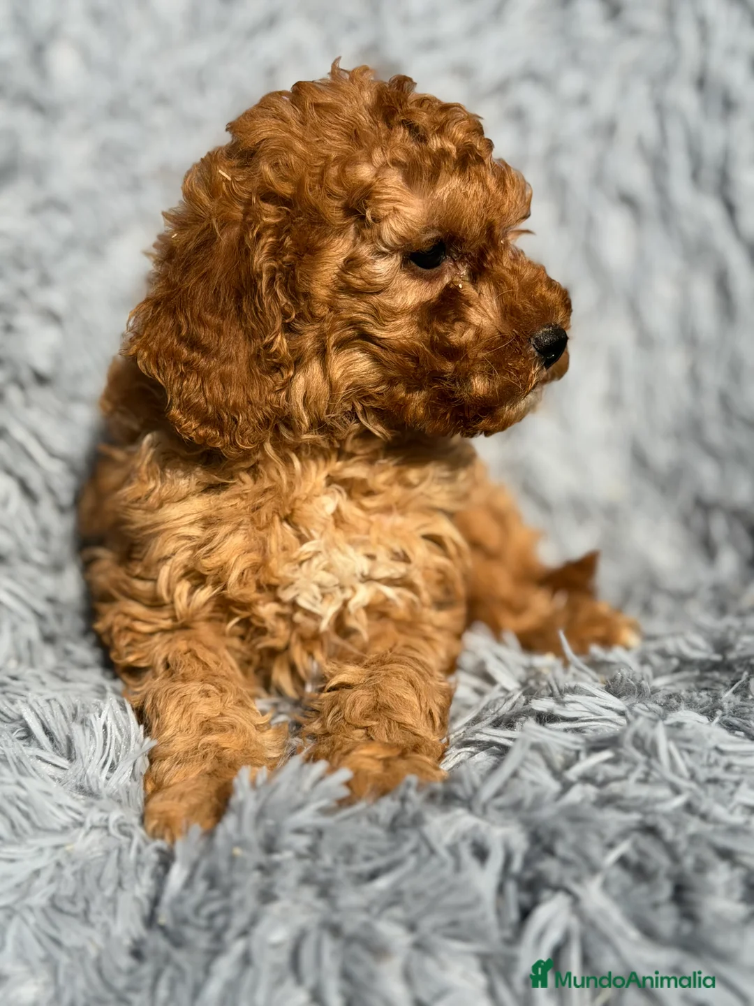 Maltipoo perros en venta: Maltipoo macho F2  - Anuncio 5