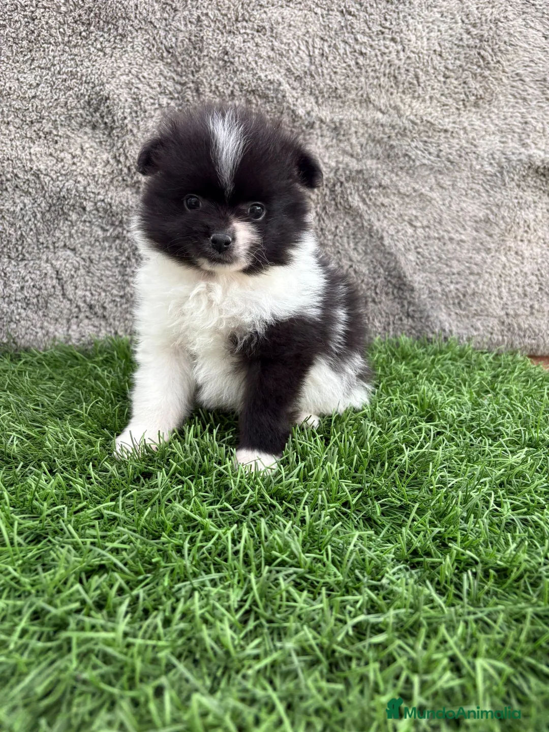 Pomerania perros en venta: Macho toy lulu de Pomerania Party negro blanco  - Anuncio 2