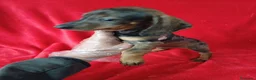 Teckel Miniatura perros en venta: Teckel Mini  - Anuncio 3
