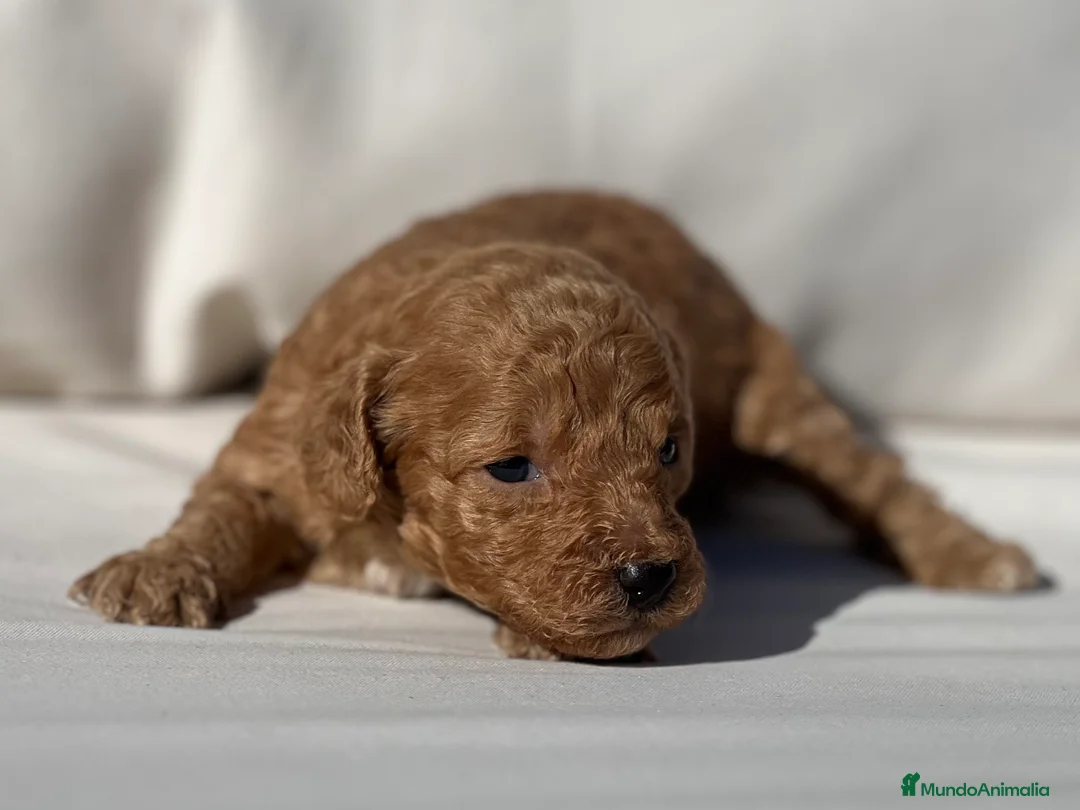 Caniche Toy perros en venta: CANICHE TOY APRICOT - Anuncio 3