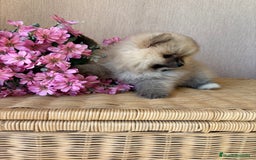 Pomerania perros en venta: Pomerania hembra disponible !!! - Imagen 5