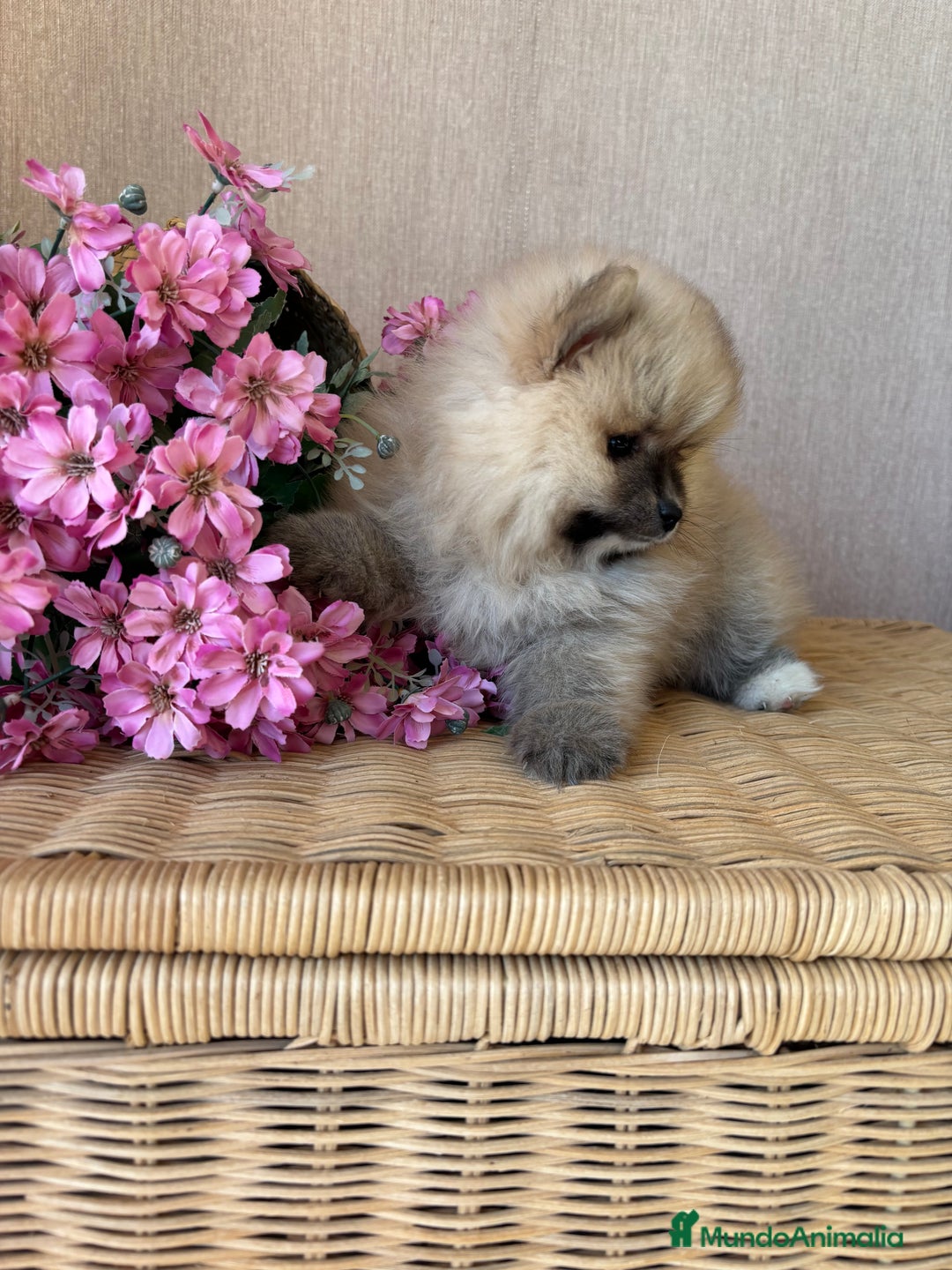 Pomerania perros en venta: Pomerania hembra disponible !!! - Imagen 5