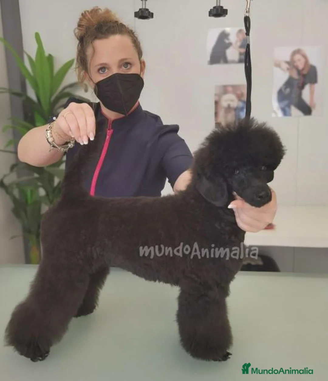 Imagen de galería {{count}}