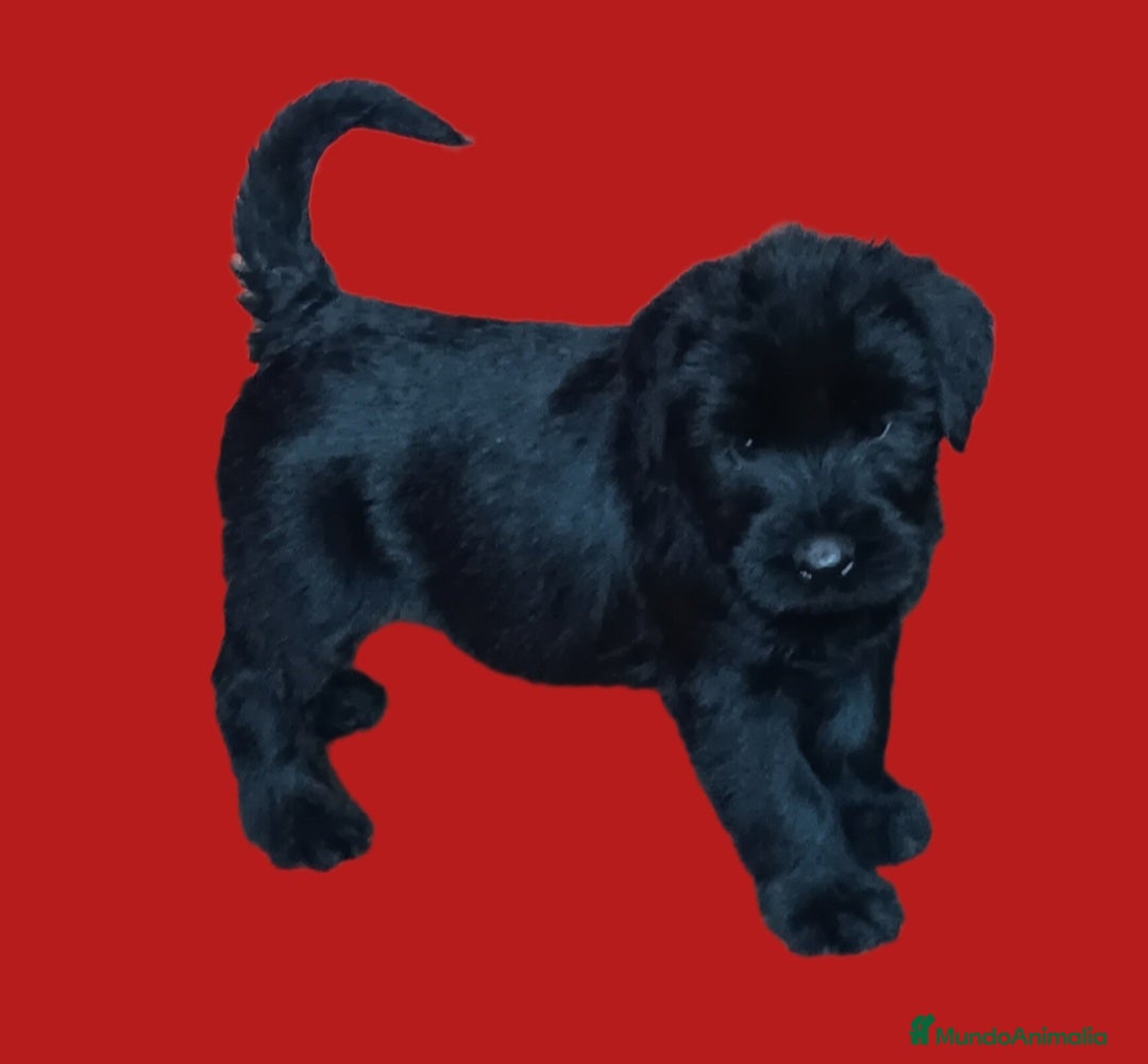 Schnauzer Gigante perros Schnauzer gigante  - Anuncio 1