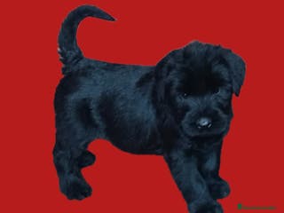 Schnauzer Gigante perros Schnauzer gigante - Anuncio 1