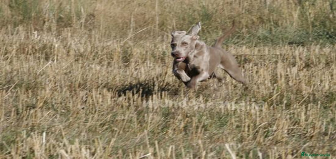 Imagen de galería {{count}}