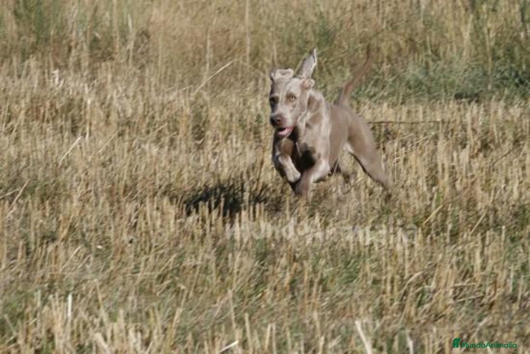 Imagen de galería {{count}}