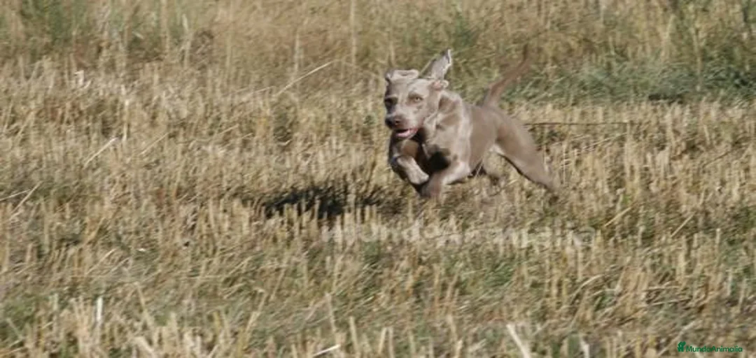 Imagen de galería {{count}}