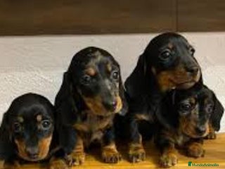 Teckel Miniatura perros en Badajoz - Anuncio 13