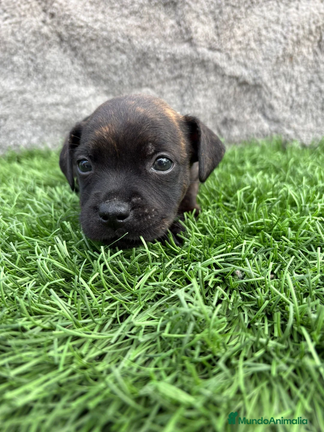 Staffordshire Bull Terrier perros en venta: Cachorros Staffordshire Bull Terrier  - Anuncio 4