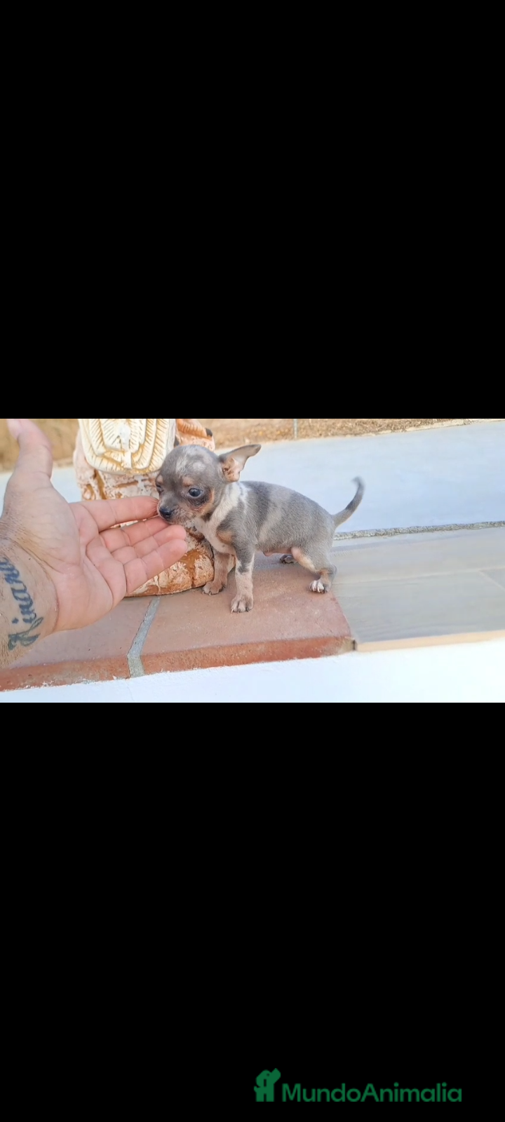 Raza Mixta perros  último macho Merle lilac ojos azules  - Anuncio 7