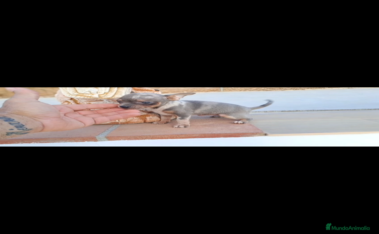 Raza Mixta perros  último macho Merle lilac ojos azules  - Anuncio 1