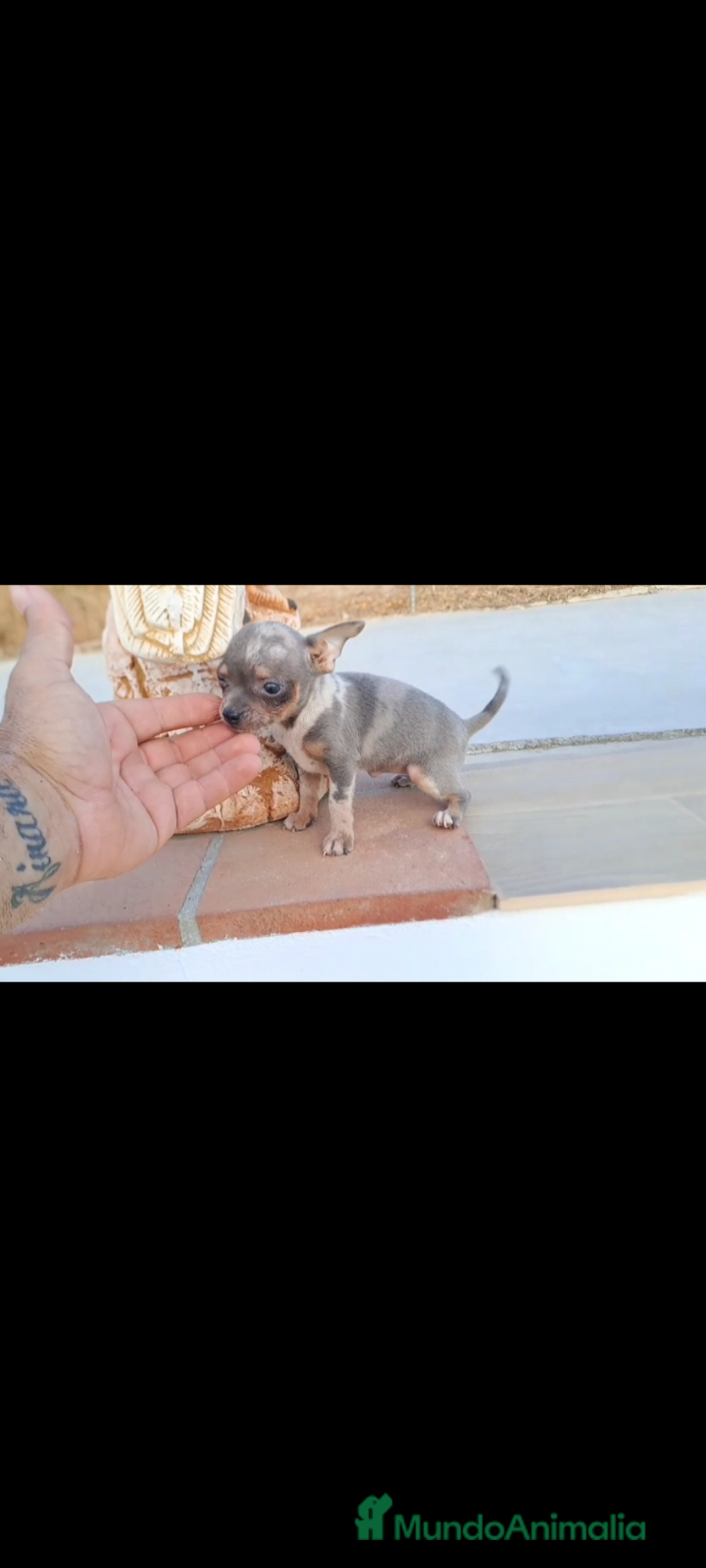 Raza Mixta perros en venta:  chipim con ojos azules  - Imagen 6