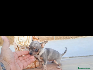 Raza Mixta perros último macho Merle lilac ojos azules - Anuncio 1