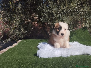 Border Collie perros - Anuncio 29