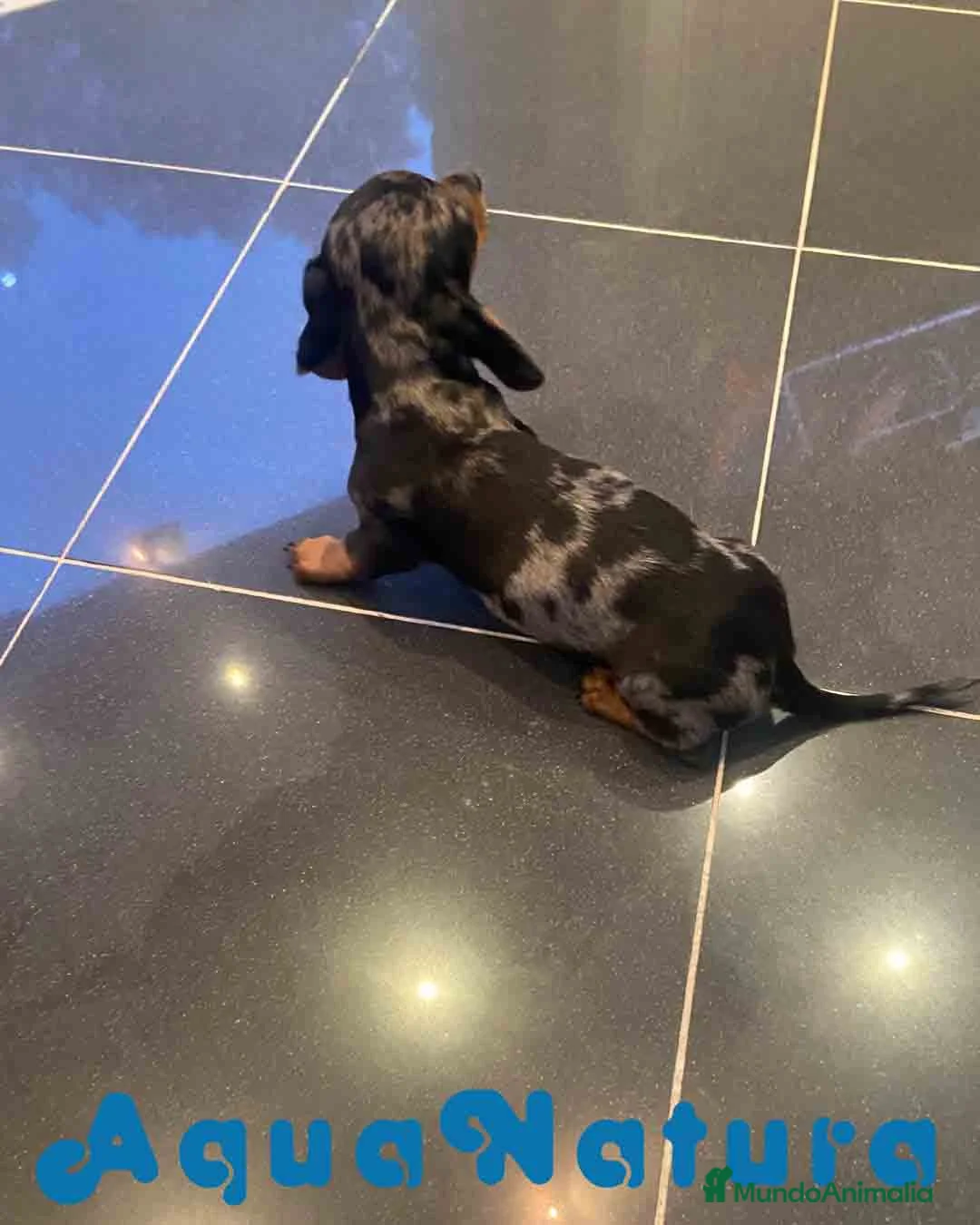 Teckel Miniatura perros en venta: Teckel Macho de Tria y Luisiño 2022 AQUANATURA - Anuncio 3