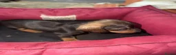 Teckel perros en venta: Teckel Machos y hembras de calidad  - Anuncio 8