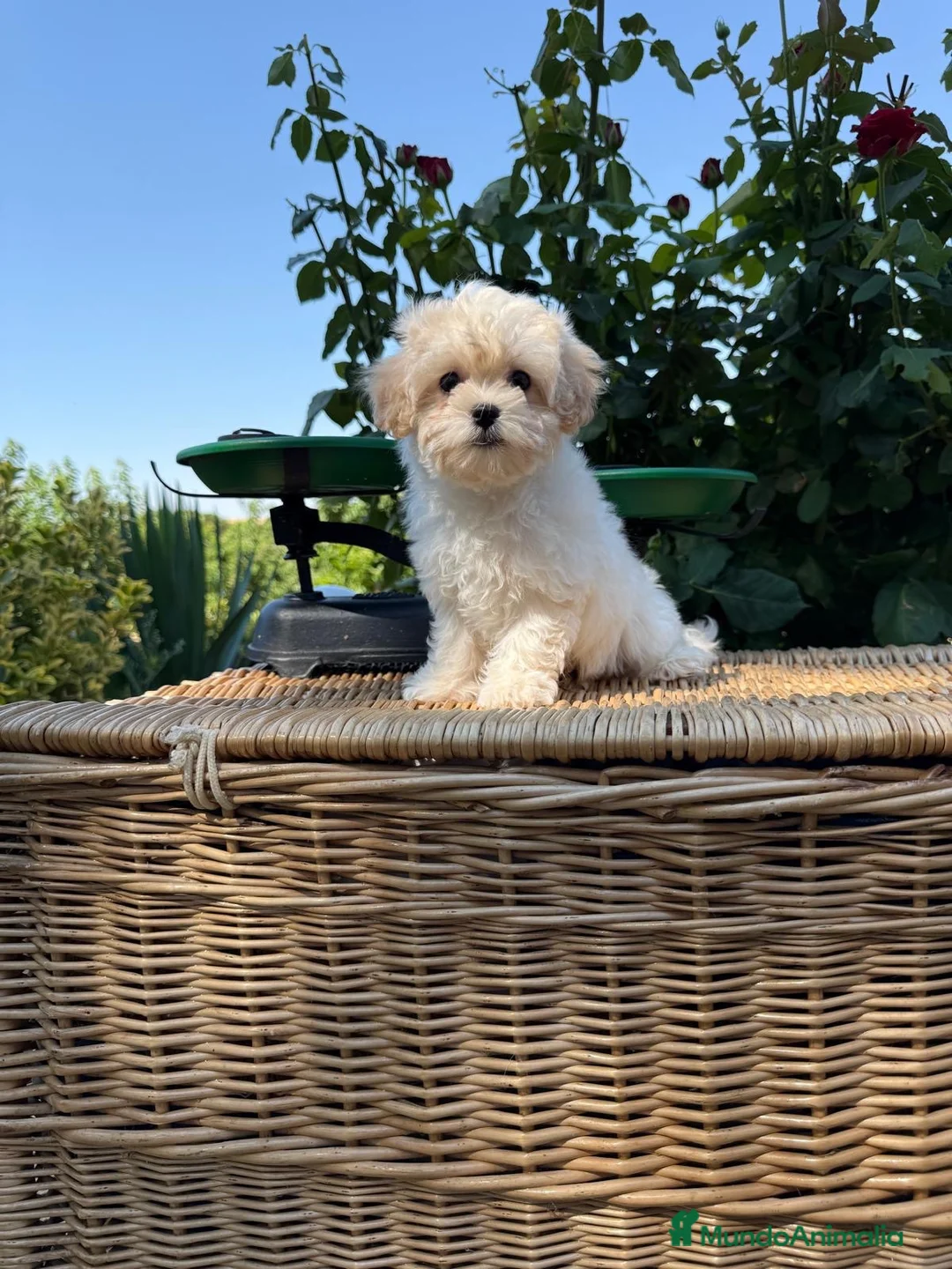 Maltipoo perros en venta: Maltipoo toy hembra !!!! - Anuncio 2